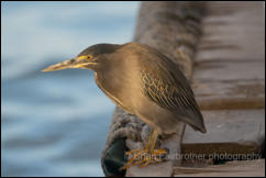 Lava heron (Butorides sundevalli)