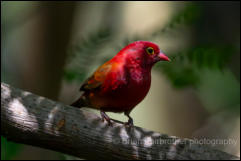 Red-billed firefinch (Lagonosticta senegala) 