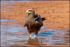 Yellow-billed kite (Milvus aegyptius) 
