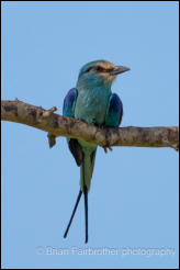 Abyssinian roller (Coracias abyssinicus) 