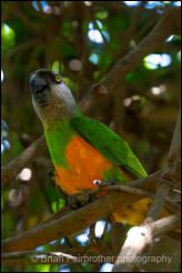 Senegal parrot (Poicephalus senegalus) 