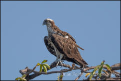 Osprey (Pandion haliaetus) 