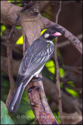 Greater honeyguide (Indicator indicator) 