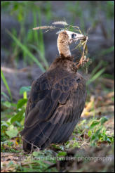 Hooded vulture  (Necrosyrtes monachus) 