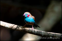Red-cheeked cordon-bleu (Uraeginthus bengalus) 