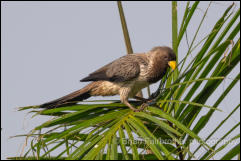 Western Grey Plantain-eater (Crinifer piscator) 