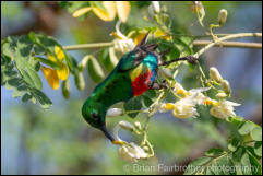 Beautiful sunbird (Cinnyris pulchellus) 