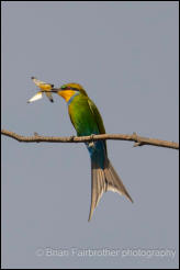 Swallow-tailed bee-eater (Merops hirundineus)