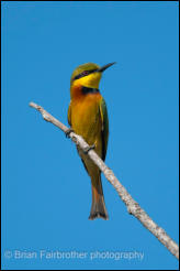 Little bee-eater (Merops pusillus)