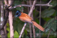 Red-bellied paradise flycatcher (Terpsiphone rufiventer) 