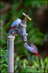 Lavender waxbills (Glaucestrilda caerulescens) 