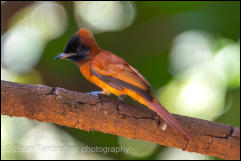 Red-bellied paradise flycatcher (Terpsiphone rufiventer) 