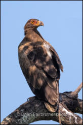Palm-nut Vulture (Gypohierax angolensis) 