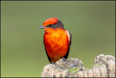 Male Vermilion flycatcher (Pyrocephalus nanus) 