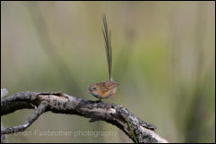 Southern Emu-wren (Stipiturus malachurus) 