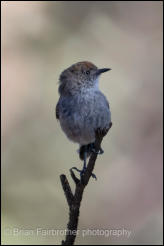 Chestnut-rumped Thornbill (Pardalotus punctatus) 