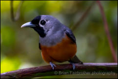 Black-faced Monarch (Monarcha melanopsis) 