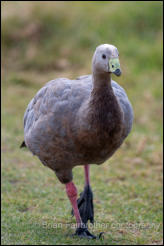 Cape Barren Goose (Cereopsis novaehollandiae) 