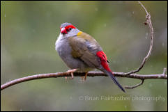 Red-browed Finch (Neochmia temporalis) 
