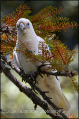 Little Corella (Cacatua sanguinea) 