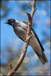 Black-faced Cuckoo-shrike (Coracina novaehollandiae) 
