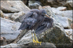 Eastern Reef Egret (Egretta sacra) 