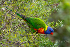 Rainbow Lorikeet (Trichoglossus moluccanus) 