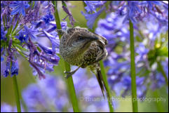 Little Wattlebird (Anthochaera chrysoptera) 