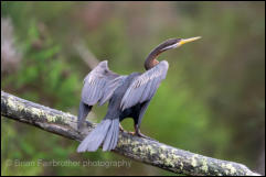 Australasian Darter (Anhinga novaehollandiae) 