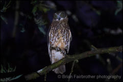 Australian Boobook (Ninox boobook) 