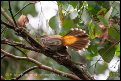 Australian Rufous Fantail (Rhipidura rufifrons) 