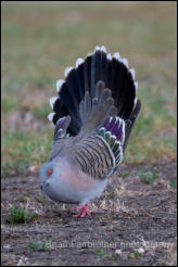Crested Pigeon (Ocyphaps lophotes) 