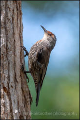 Red-browed Treecreeper (Climacteris erythrops) 