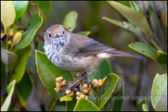 Brown Thornbill (Acanthiza pusilla) 