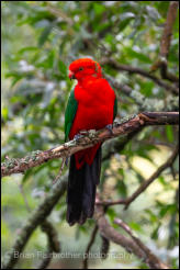 Australian King Parrot (Alisterus scapularis) 