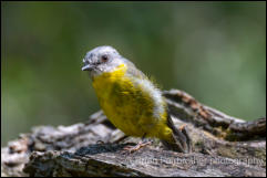 Eastern Yellow Robin (Eopsaltria australis) 