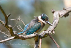 Juvenile Sacred Kingfisher (Todiramphus sanctus) 