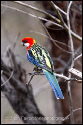 Eastern Rosella (Platycercus eximius) 