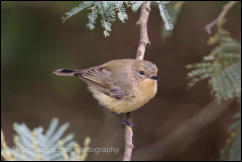 Yellow Thornbill (Acanthiza nana) 