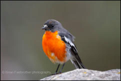 Flame Robin (Petroica phoenicea) 