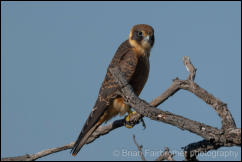 Australian Hobby (Falco longipennis) 