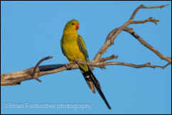 Regent Parrot (Polytelis anthopeplus) 