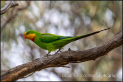 Superb Parrot (Polytelis swainsonii) 