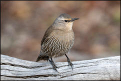Brown Treecreeper (Climacteris picumnus) 