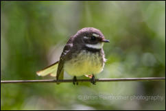Grey Fantail (Rhipidura albiscapa) 