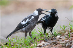 Australian Magpie (Gymnorhina tibicen) 