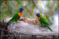 Rainbow Lorikeets (Trichoglossus moluccanus) 