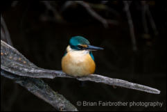 Sacred Kingfisher (Todiramphus sanctus) 