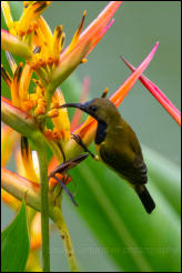 Olive-backed Sunbird (Cinnyris jugularis) 