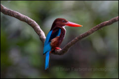 White-throated kingfisher (Halcyon smyrnensis) 